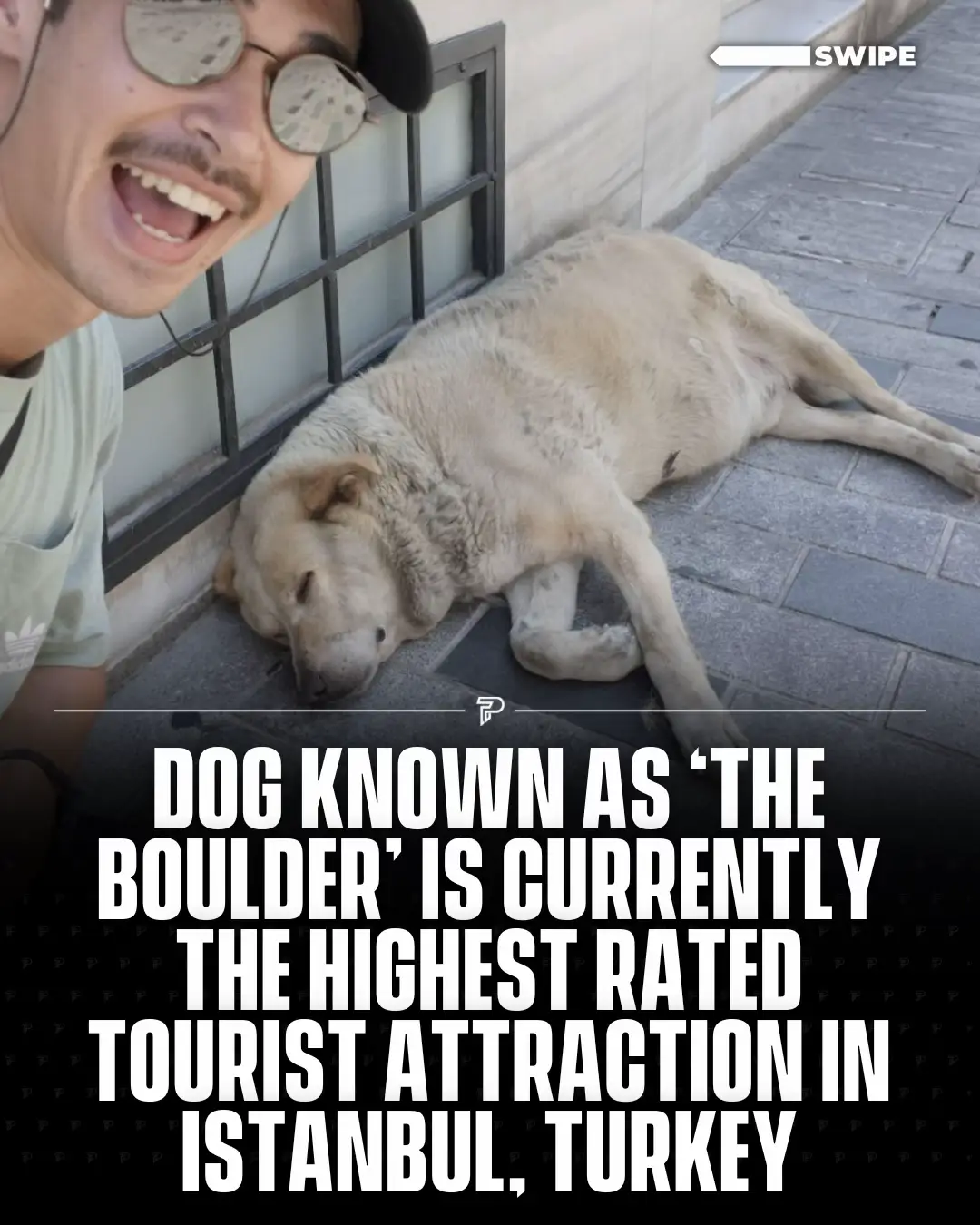Local dog known as 'The Boulder' is currently the hottest tourist attraction in Istanbul, Turkey. #RoadTo18Million #Pubity 