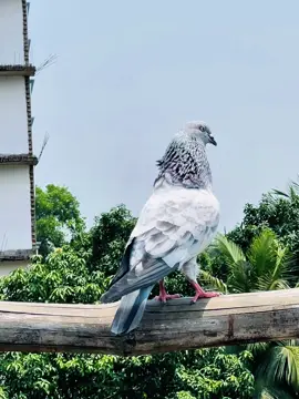💥😎#কবুতর #গিরিবাজ #