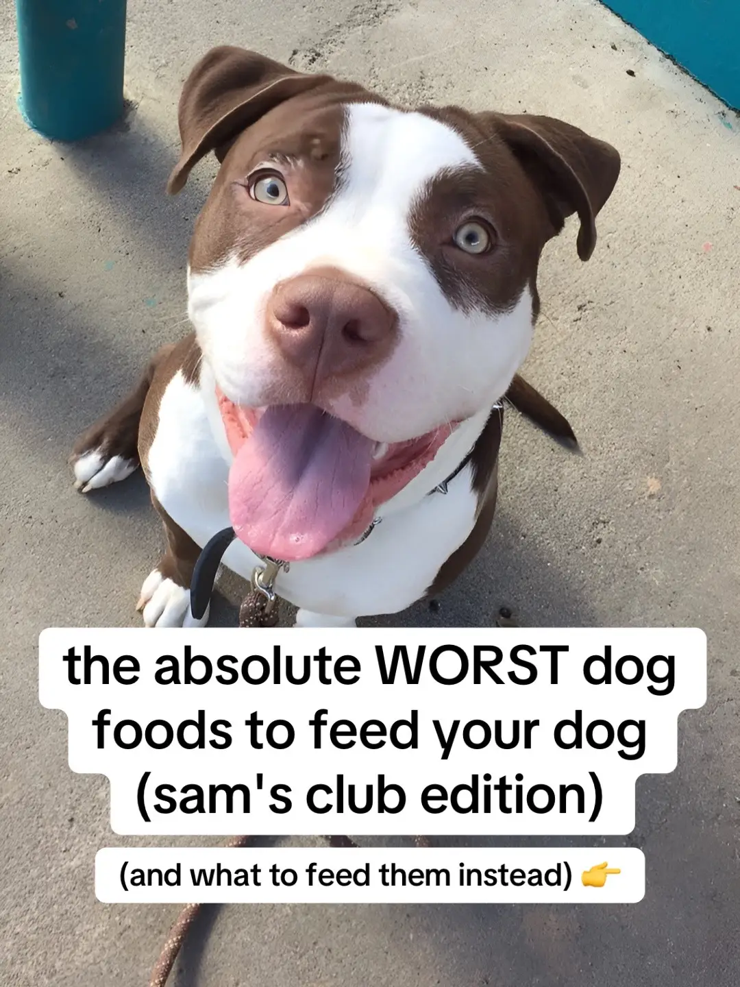 #dogfood #dogtreats #dogmom rating dog foods