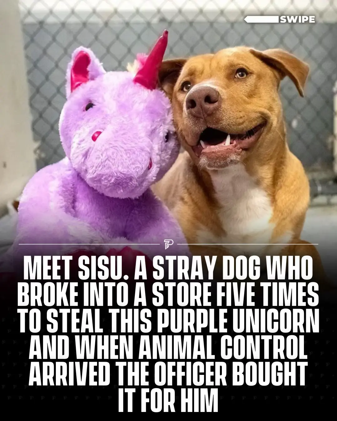 Just a day later, Sisu and his treasured toy found a forever home 🏠 #RoadTo18Million #Pubity (via Duplin County Animal Services)