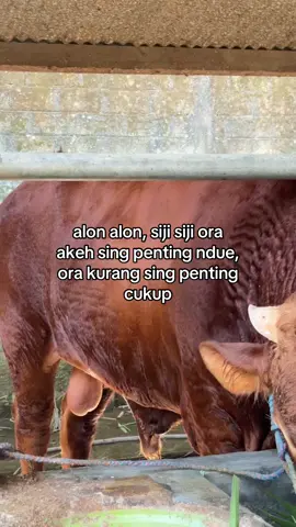 Alon2 penting kelakon#peternak #sapi #kediri24jam 