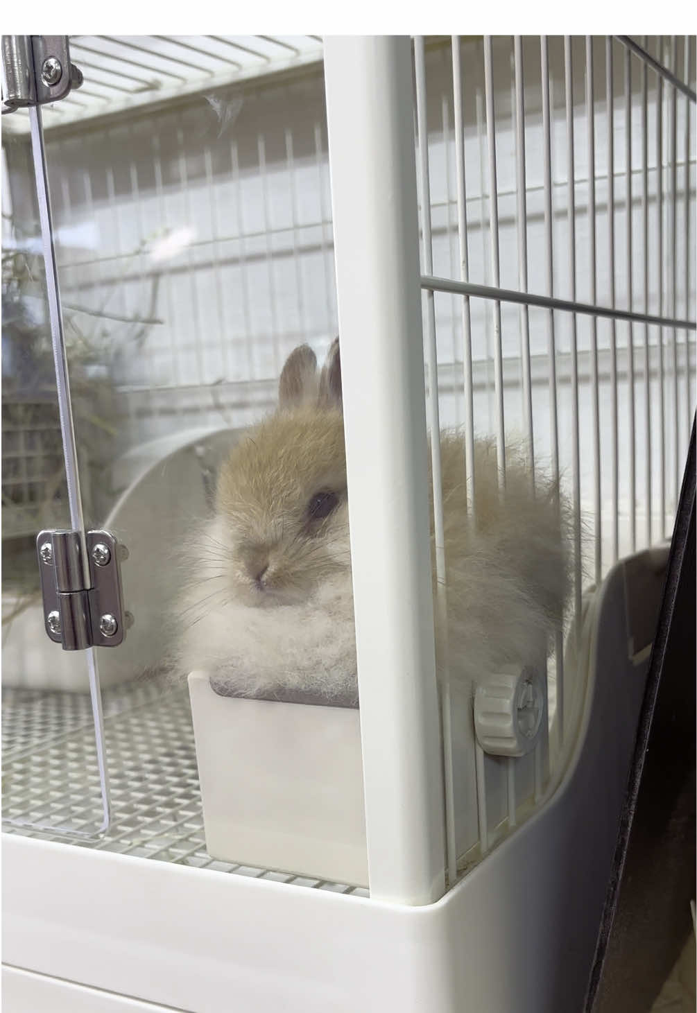 ここにハマるのが いいのよねー🤣 🐰うさうさラビトリー川口店🥕 埼玉県川口市芝5374-16 芝マンション1階 102号　川口産業道路沿いローソンさんとすき家さんの反対車線側です 駐車場2台分ございます マンション裏47番と48番です 営業時間AM11:00〜PM19:00 定休日:火曜日・木曜日 ☎︎048-260-6155 【動物取扱業の表示】　　　　　　　　　　　　　　　　　　　　　　　　　　　　　　　　　　　　　　　　　　　　　　　　　　　　　　　　　　　　　　　　　　　　　　　　 事業所の名称 うさうさラビトリー川口店 事業所の所在地 川口市芝5374-16 動物取扱業の種別　販売・保管 登録番号 第505-22号(販売) 第505-23号(保管) 登録年月日　令和5年11月10日 登録期間の末日　令和10年11月9日 動物取扱業責任者　石山 太智 #うさぎ  #うさぎ部  #うさぎ専門店  #ハンドメイド  #ホーランドロップ  #うさぎのいる生活  #うさぎのいる暮らし  #ネザーランドドワーフ  #うさうさラビトリー川口店  #うさぎ好きさんと繋がりたい  #さいたま市 #越谷 #草加 #川口#蕨 #埼玉 #東京 #板橋 #北区 #足立区#戸田市