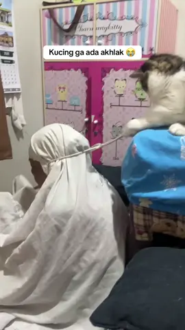 The real godaan syaiton 😭 #kucinglucu #funnycat #vidiolucu #kucingkocak #kucinggembul #kucingtabby #kucingmujair #vidioviral 