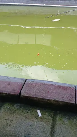 Tidak ada pemancing hebat ,,  yang ada pemancing hoki 🏅🏅🏅
