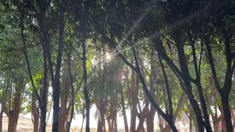 healing by the sun 