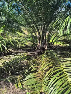 panas2 di kebun sawit...apa gak menyala palakmu.... ..#sawitontiktok #sawit #CapCut #kebunsawit #damimassejahtera #fypsawit #sawitbuahpasir 