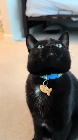 Idk why tik tok is not aknowledging this as a public video but here it is again 😭. Cabana club was fantastic and everyone should check it out! #cats #pets #food #Foodie #restaurant #review 