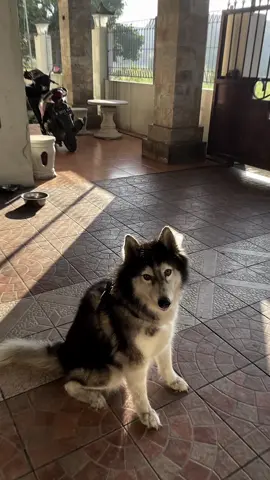 lucu banget sayangku ini❤️‍🔥 . . . #cutehusky #cutedog #dogsoftiktok #siberianhusky #huskylife #doglife #doglover #dogsoftiktok #meme #jj #jedagjedug #tiktokviral #trending #alightmotion_edit #capcut_edit #alightmotion #presetalightmotion 