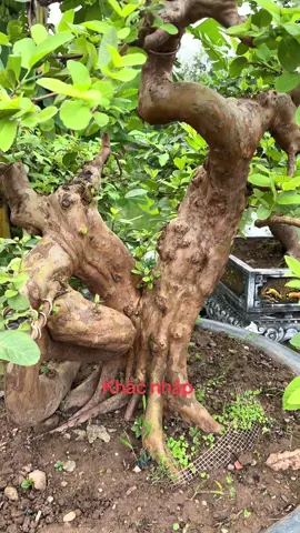 Nhập đội ổi găng 