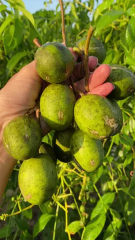 Cóc Thái giòn ngon #quả #ngon #giòn #coc #thái 