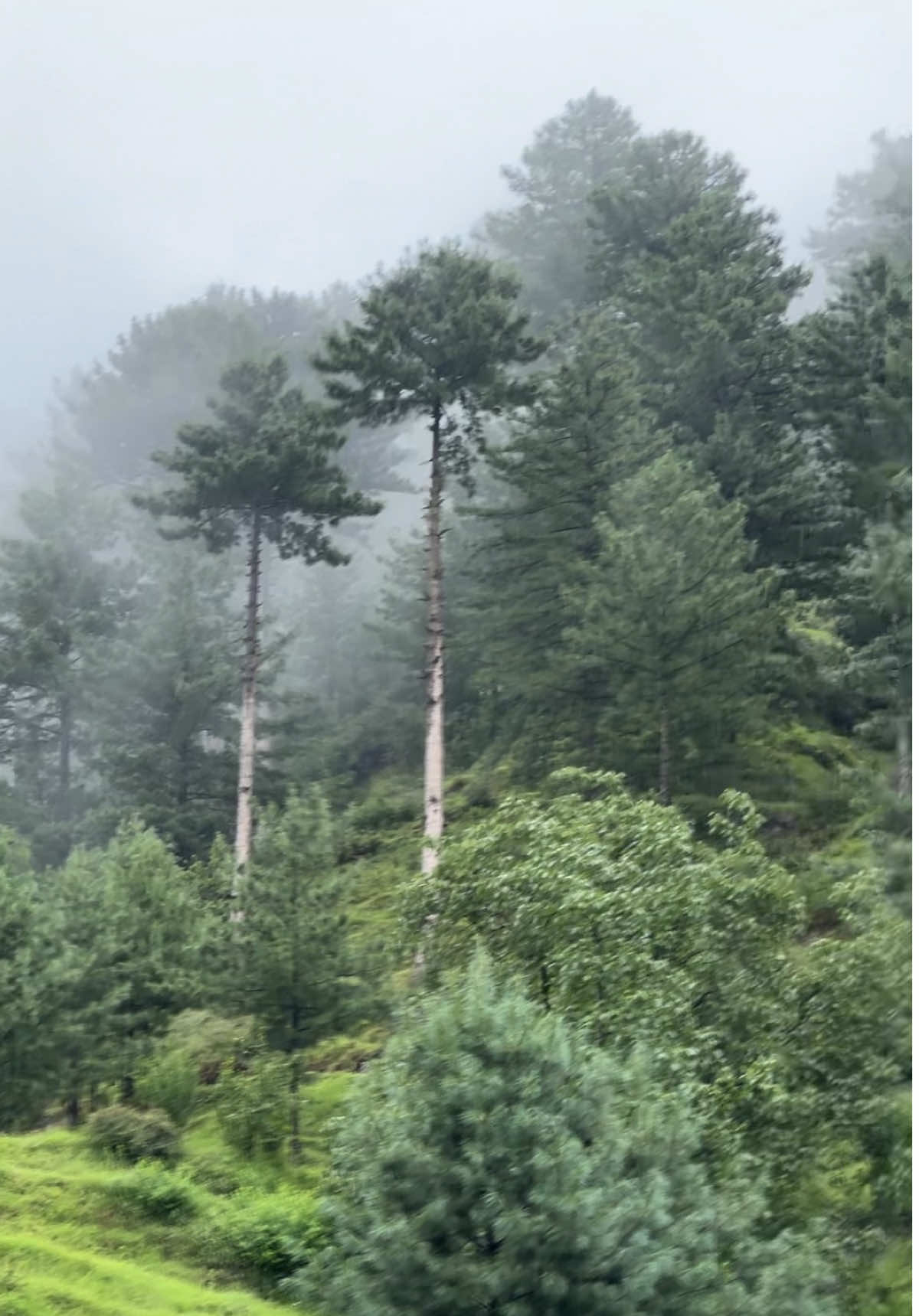 Kashmir in july 🫀#kashmirgroup #kashmir #nature #nature #fypシ゚viral🖤video #photography #naturephotography #kashmirgroup #kashmir 
