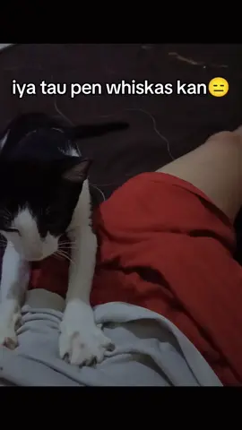 bisa Bae ngebujuknya😁 #xyzbca #lewatberanda #catlover #catlovers #cats #whiskas 
