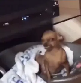 Full video of the dog meme from twitter #browndog #meme #lostmedia #blacktwitter #fyp
