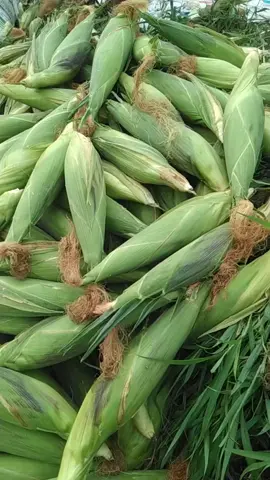 chuyên thu mua tất cả các loại bắp khu vực Vĩnh Long 