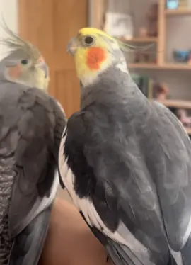 Where is my pretty? 🐦🥰🎶 #cookiethebird #knopikthebird #cockatiel #parrot #cockatielsoftiktok #prettybird #talkingparrot #parrotlove #petbird #funnyparrot #crazyparrot #petcockatiel #singingparrot #корелла #попугай #кореллапопугай #попугайкорелла #смешнойпопугай #говорящийпопугай #поющийпопугай 
