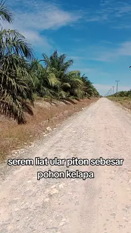 Di hadang ular piton sebesar pohon kelapa. #ularpiton #anaconda #buayamuara #trending 