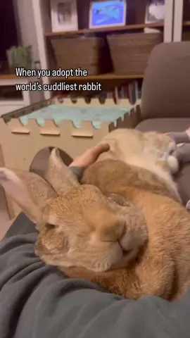Our little cuddle bug living her best life 🥰 Note. Winifred wears socks due to a medical condition.  #rescuepets #adoptdontshop #bunny #rabbits #bunnylove 