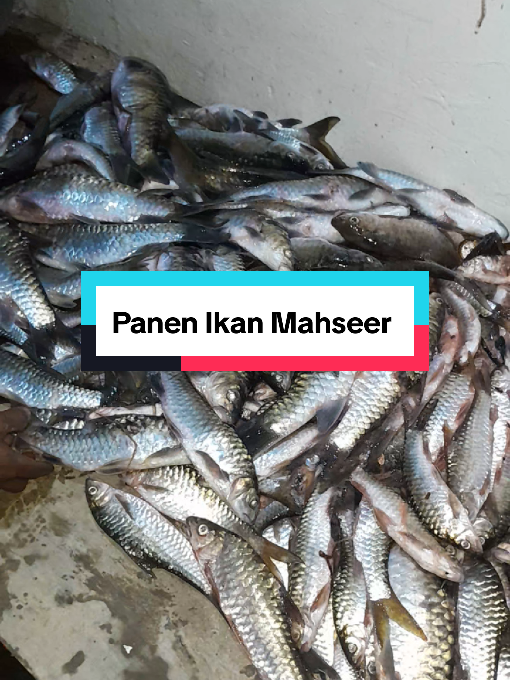#fyp #trend #berandatiktok #ikanmahseer #ikangariang 