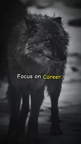 Focus on Career #DailyVibes #motivationalvideo #fyp #foryoupage #viral 