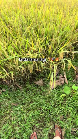 Nda lama lagi boskq🌾👋🏻#wijapaggalung🌾petaniindonesia 