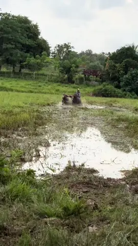Ajher2#kerbauviral🐃 #kangeansumenep #karapankerbaukangean #fypシ゚viral 