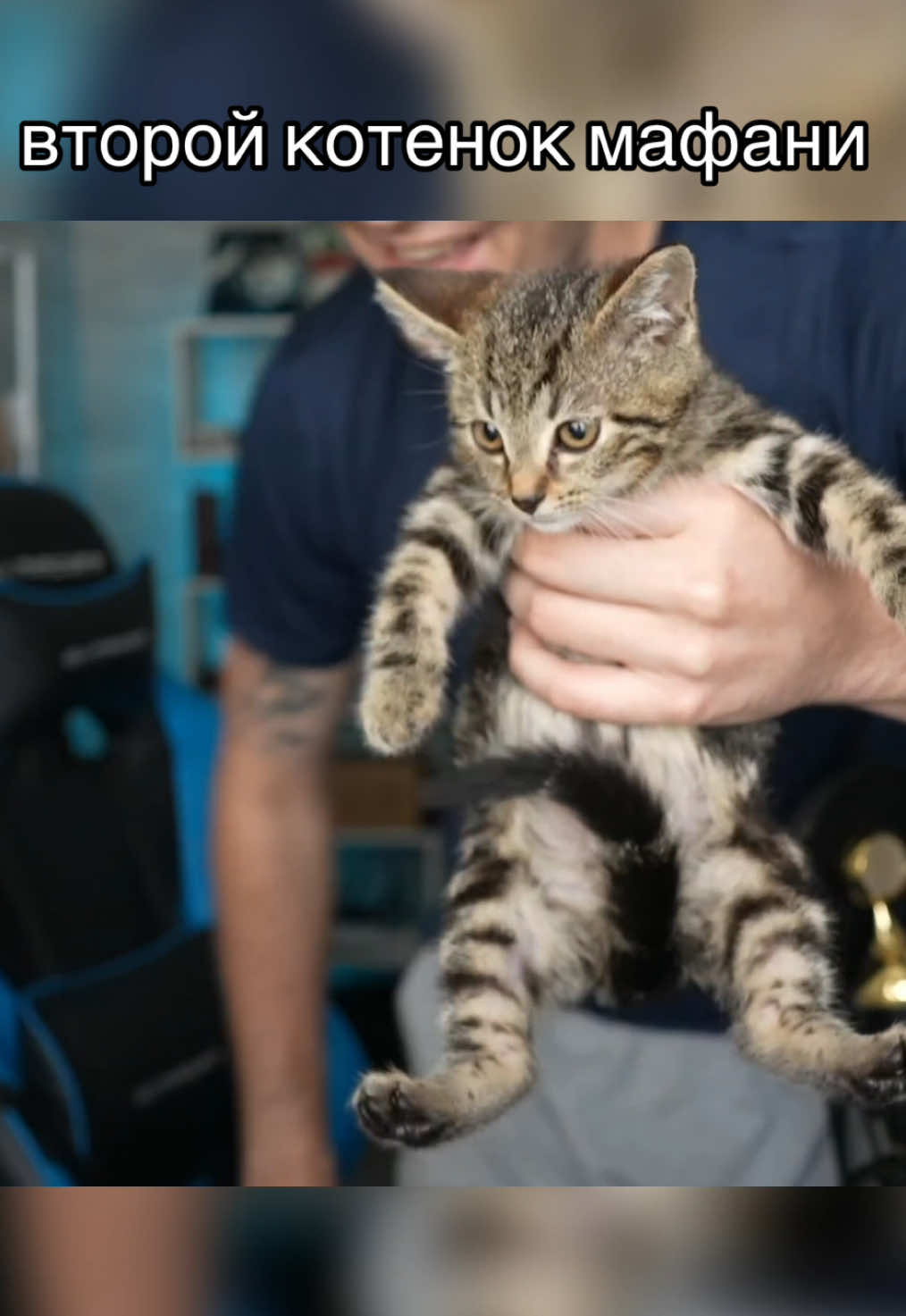 twitch: mafanyaking #mafanyaking #mafanya #мафаня #котенок 