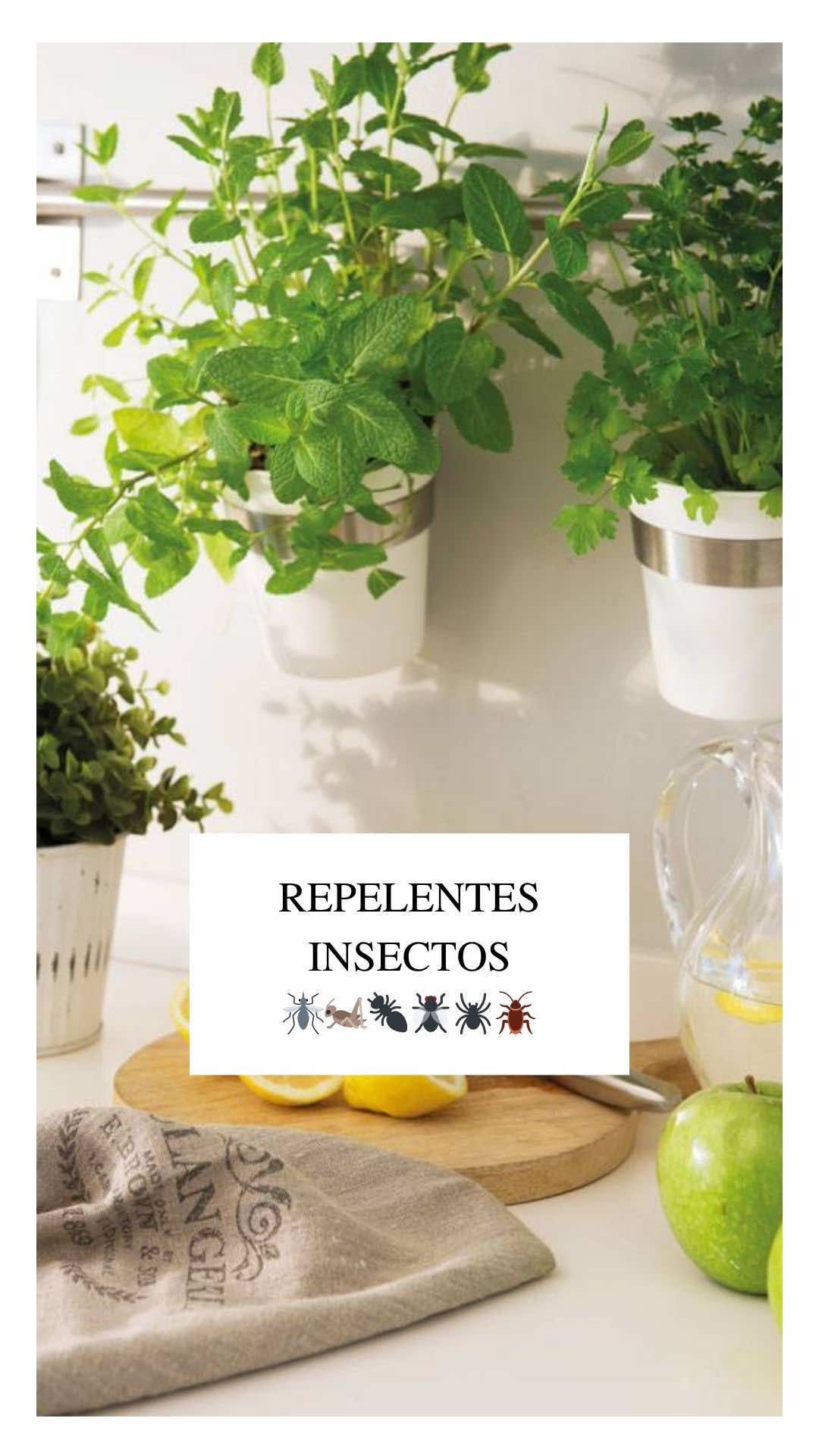 🐜🕷️🪳Bichos en casa? Prueba esto 👇🏼 🕷️ Arañas ➔ árbol de té + canela 🐜 Hormigas ➔ agua caliente + canela 🪳 Cucarachas ➔ laurel + ajo + bicarbonato 🪰 Moscas ➔ vinagre + clavos + piel de limón 🍋 Mosquitas fruta ➔ agua + vinagre + azúcar + jabón 🦟 Otros ➔ vinagre + lavanda Todo natural y sin químicos raros ✨ Cuál te da más asco? Cuéntame y compártelo. #truco #insectos #arañas #moscas #mosquitos #cucarachas #hormigas #hacks #trucos #repelente #remedioscaseros #remediosnaturales #formula #hometips #humedad #formulas 