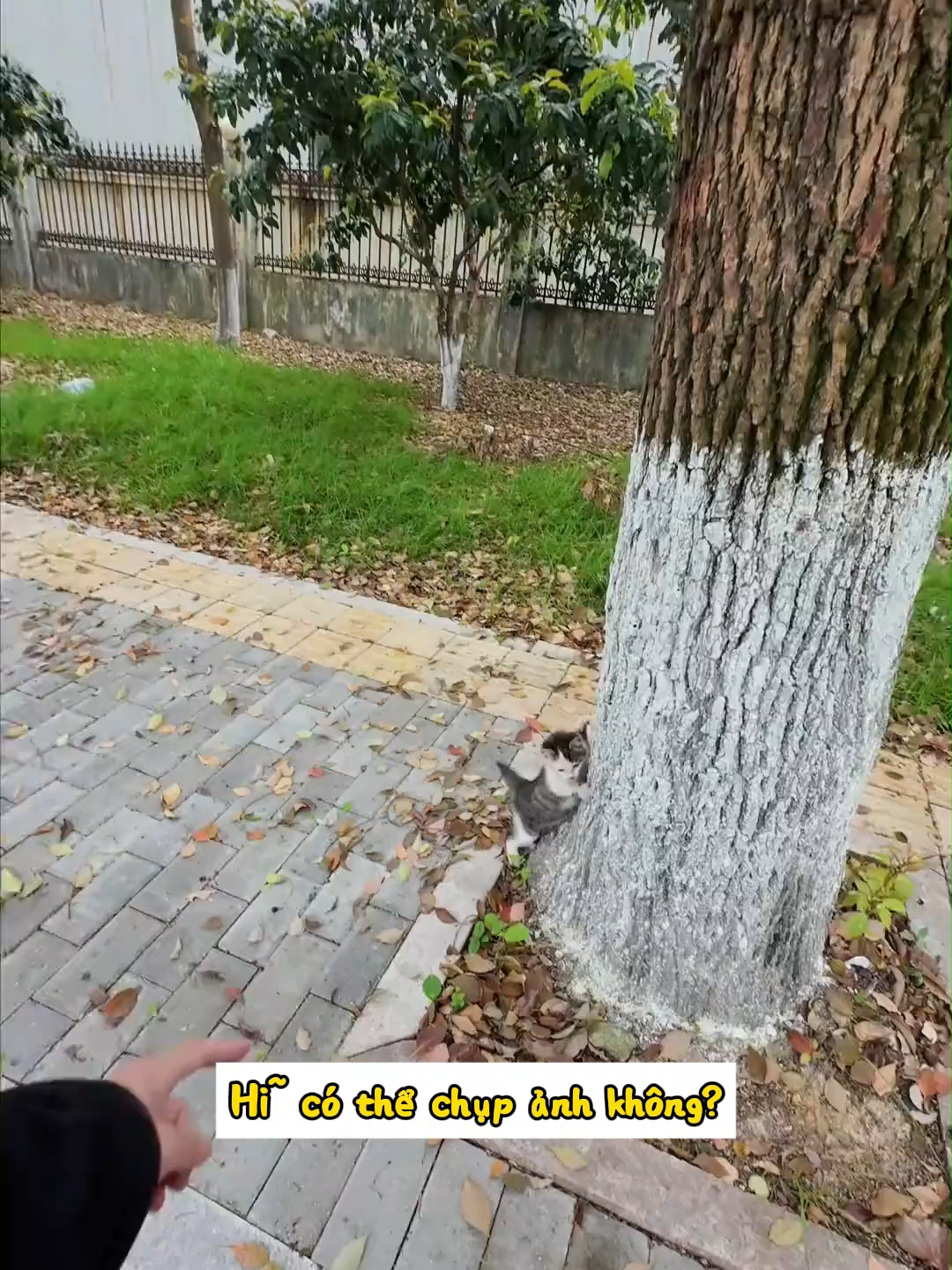 Chụp ảnh đường phố 6 #fyppppppppppppppppppppppp #cat #xuhuong #xhhhhhhhhhhhhhhhhhhhhhhh #fyp #meo #cute #chupanh #trending #mèo #pet #pets
