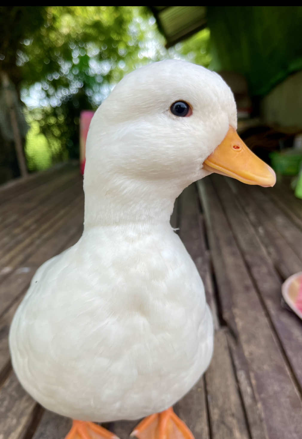 #callduck #callducks #คอลดั๊ก #เป็ดคอลดั๊ก #เป็ดคอลดั้ก #เป็ดตัวเล็ก 