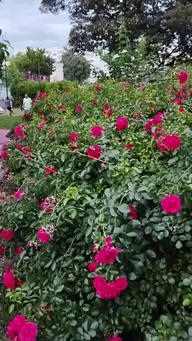 الحبيبة امي ويا الحنينة 
