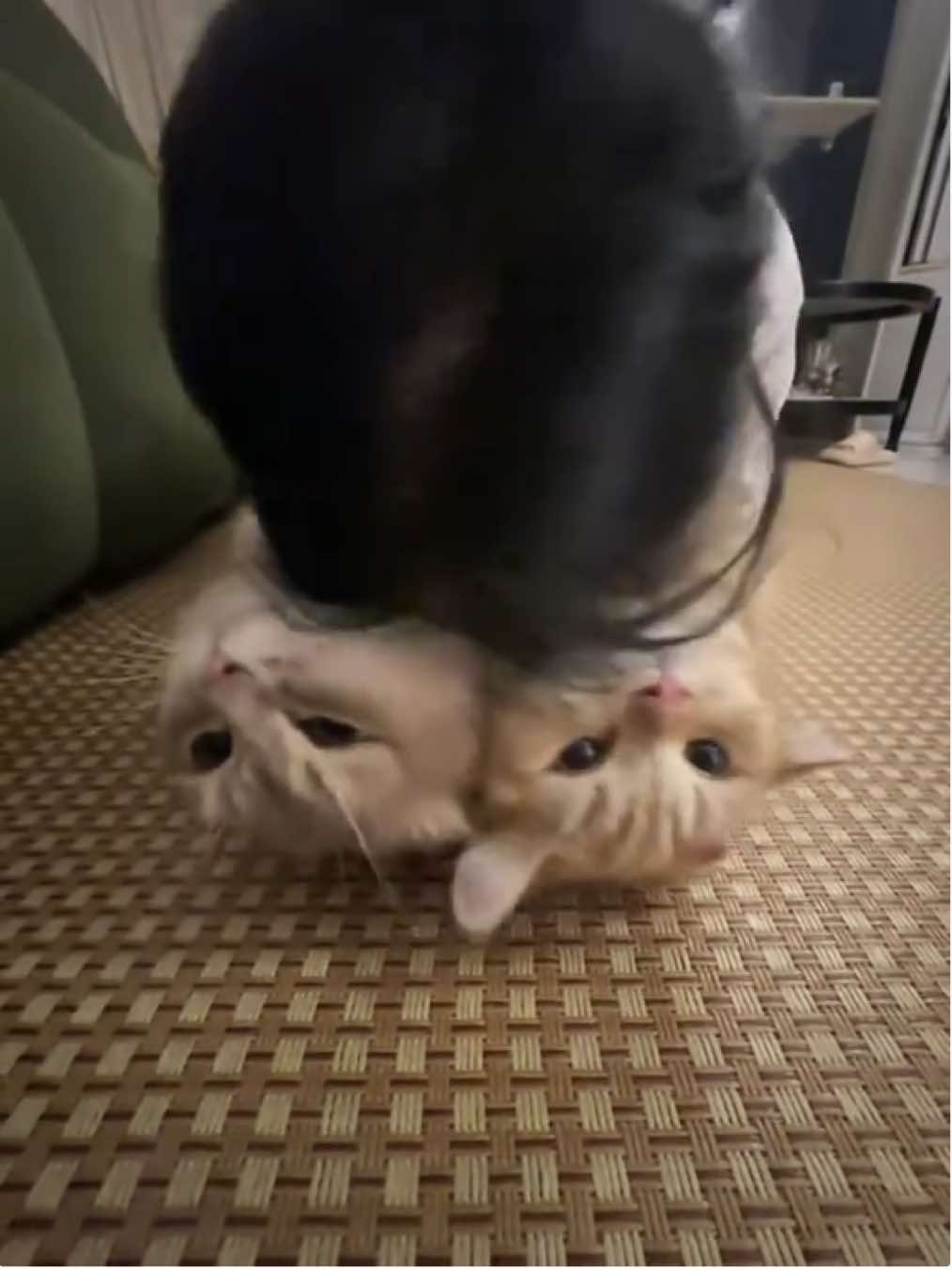 吸貓日常#kitty #cutecat #funnycat #catsoftiktok #cat 