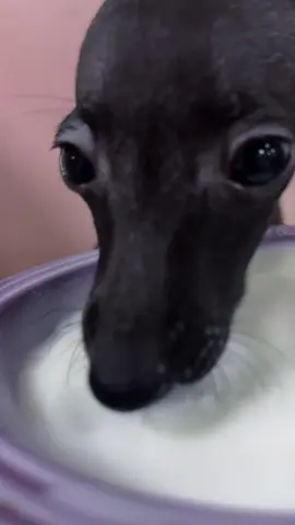 Ready go 🥛🥛🥛 ##per##puppy##dog