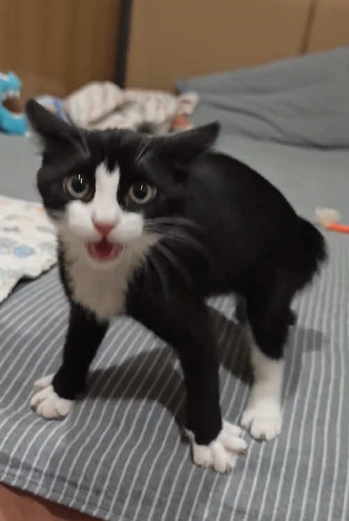 You can never guess what the kitten will do next.#funnyvideos #pet #fyp #catsoftiktok #cute #foyou 
