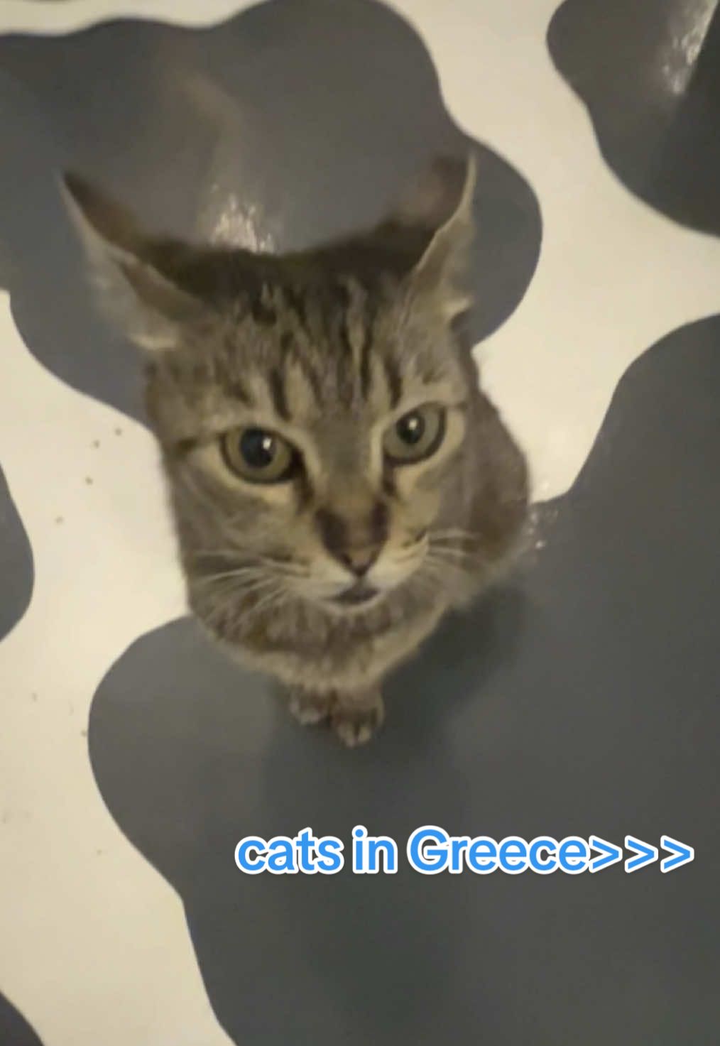Cute company  #catsoftiktok #catsgreece #greece #vacations #holiday 