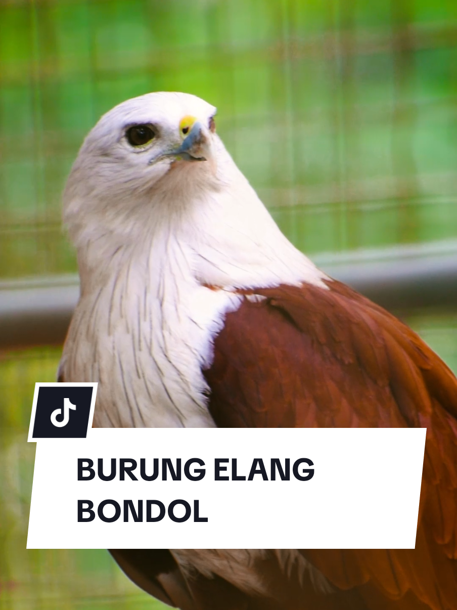 Salah satu satwa yang indah dan dilindungi 