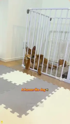 My dog’s basically gonna turn into a human any second!#dog#funny#funnyanimals#funnypets#animals #dogsofttiktok #pet #foryou #longervideos#usa 