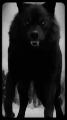 #nohchi wolf 🎬 ⭐️