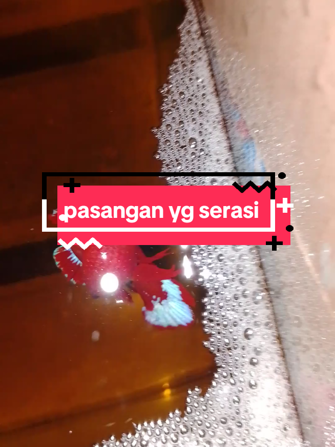 buat bibit baru yg unggul' dulu. #cupang #fypage #bettafish #cupangkawin #breding 