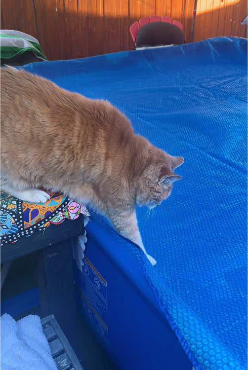 How scared are cats of water #foryou #fyp #catsoftiktok #cat 