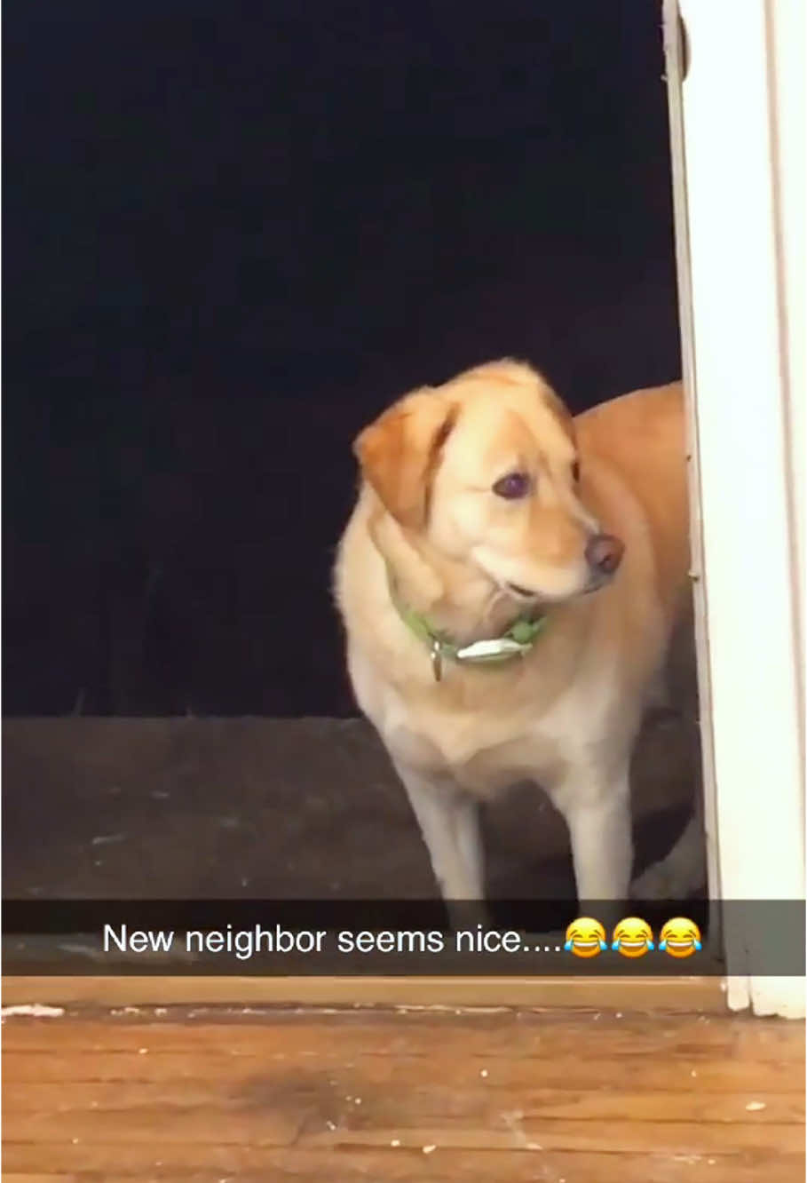 neighbor's dog.🤣🤣#dog#funny#funnyanimals#funnypets#animals #dogsofttiktok #pet #foryou #longervideos