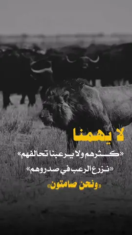 #اكسبلور #تصاميم_فيديوهات🎵🎤🎬 #القيادة زيكو لديك لا خوف عليكم 