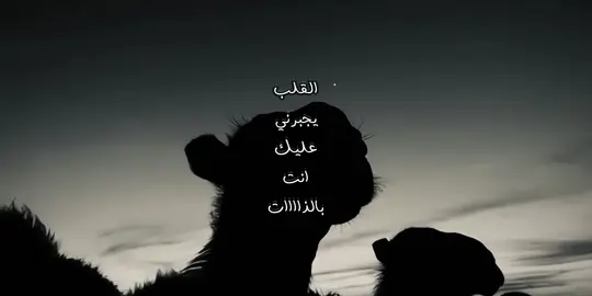 الجزء 125 | #نجران #جفران_المري #fyp #tiktok #explore 