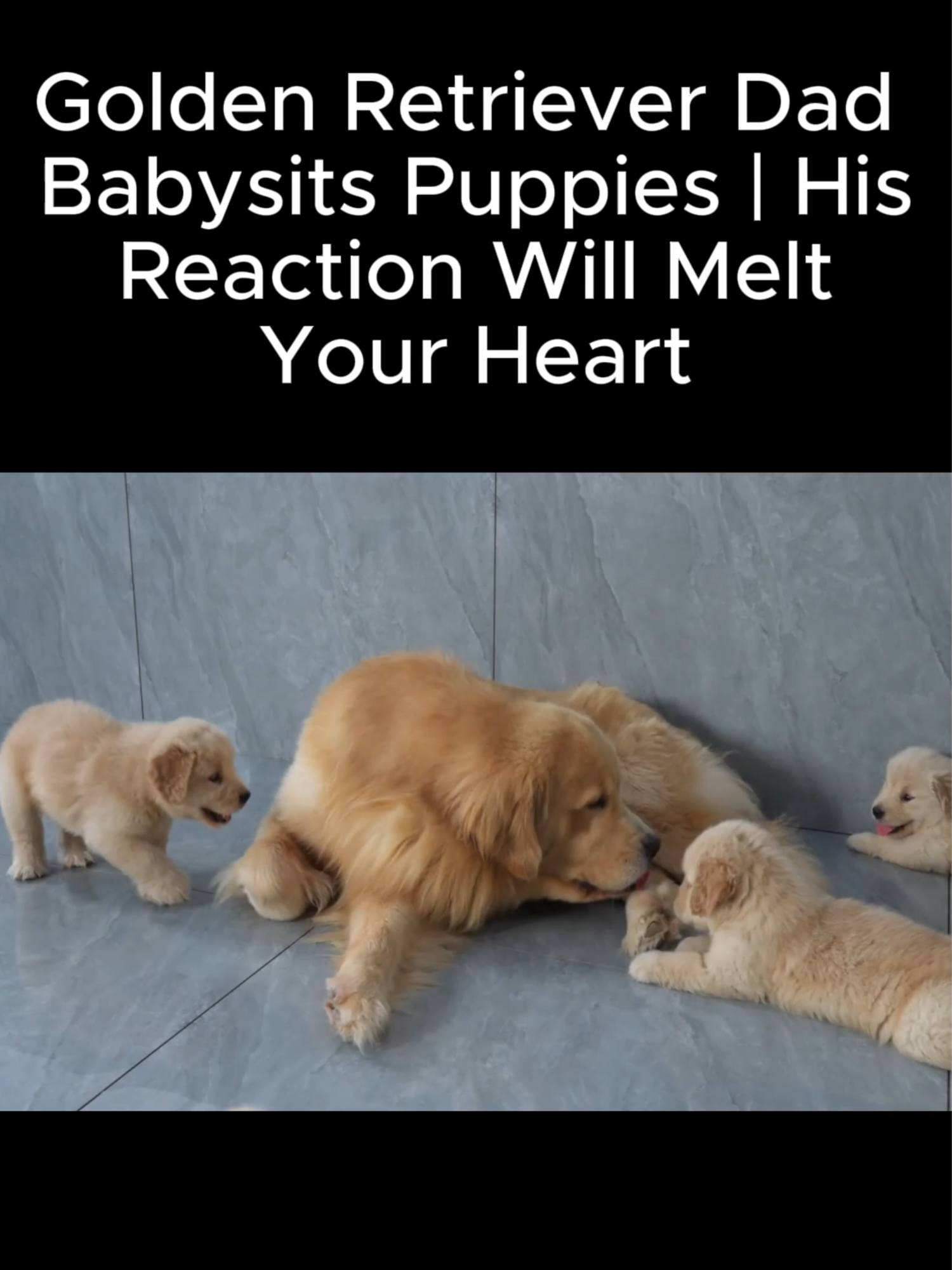 Golden Retriever Dad Babysits Puppies | His Reaction Will Melt Your Heart p2 #fyp #goldenretriever #puppy #dog #dogsoftiktok
