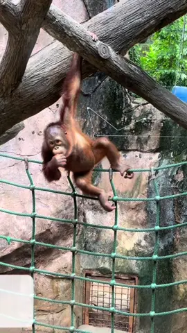 Part 2. Hewan hewan di kebun binatang ragunan zoo  #ragunan #kebunbinatang 