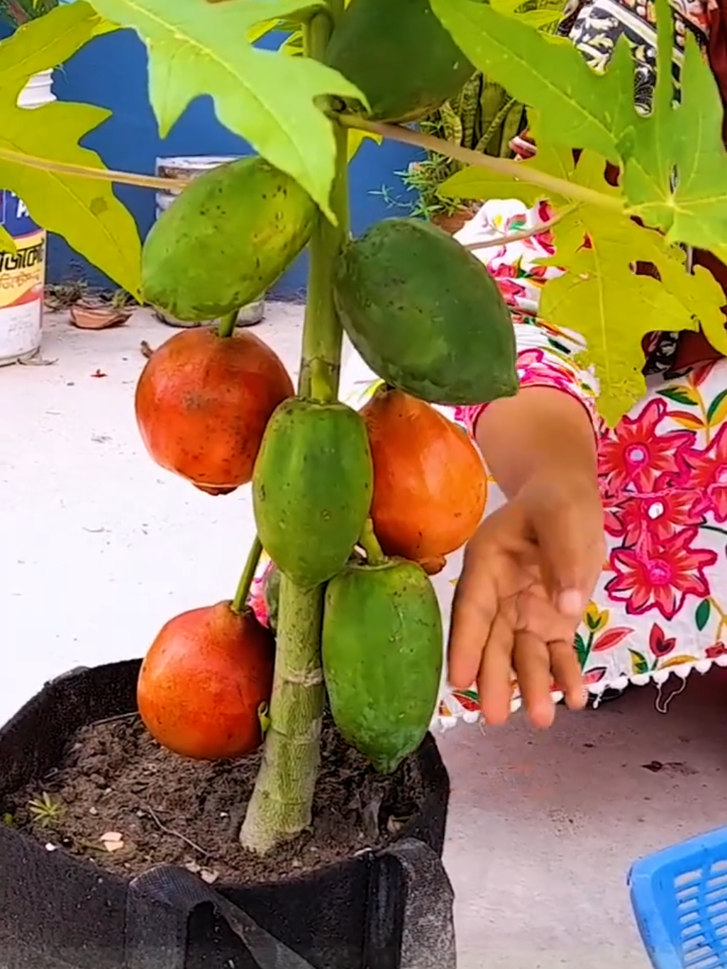 Amzing way of growing two different plant at same time #diffrent #foryoupage #gardening #viralvideo #viralplz 