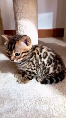 Kucing Bengal: Macan Tutul Mini di Rumahmu?! 🐆🐾 Kucing Bengal punya tampilan kayak macan tutul, tapi kelakuannya kocak dan aktif banget! Doyan air, suka loncat ke mana-mana, dan butuh mainan biar nggak bosan! Udah kayak kucing sultan 😸 #kucingbengal #faktahewan #kucingunik #kucing #kucinglucu #kucinglucu #cat #catlover 