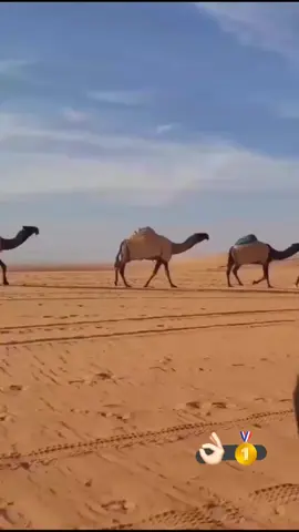 ##السعودية #اكسبلور #حايل #حفرالباطن_الان #ترند 