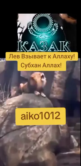 #Лев #Взывает #к #Аллаху ! Аллаху! #Субхан Аллах! 