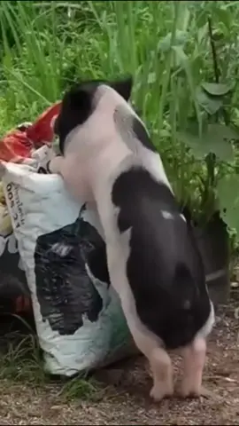 rock yo' body 💃🏻 #funny #funnyvideos #funnyvideo #funnymoments #funnytiktok #funnyanimals #pets #pets #PetsOfTikTok #dancing #funnyanimals #cute #cuteanimals #cuteness #fyp #foryourpage #fypシ #foryou #foryoupageofficiall #foryoupage❤️❤️ #fyppppppppppppppppppppppp  #creatorsearchinsights 