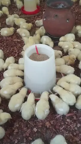 pretty little babies ❤️  #poultryfarming #broilerfarm #agriculture #broilers #creator #fyp 